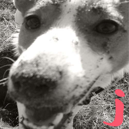 犬や猫などの動物
